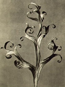 Дельфиниум Ларкспур. Фото Карла Блоссфельда. © Karl Blossfeldt