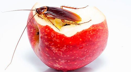 таракан на яблоке