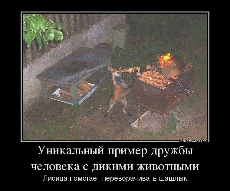 1434006174_demotivatory-shashlyki-15