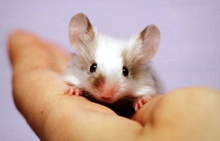 Белая домашняя мышь на руках