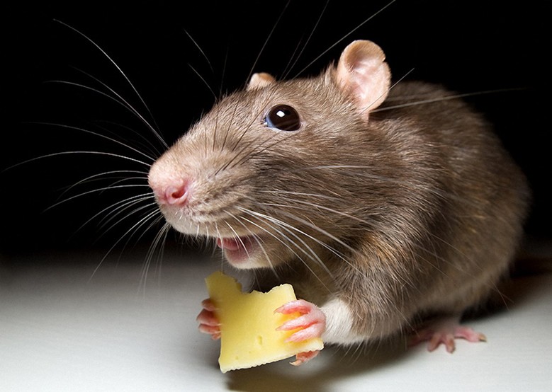 домашняя мышь ест сыр