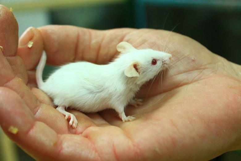 белая домашняя мышь на руках