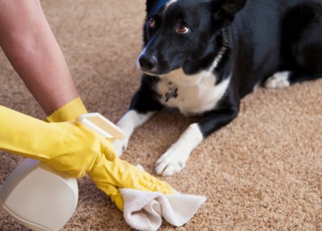 Как очистить ковёр от мочи домашних животных