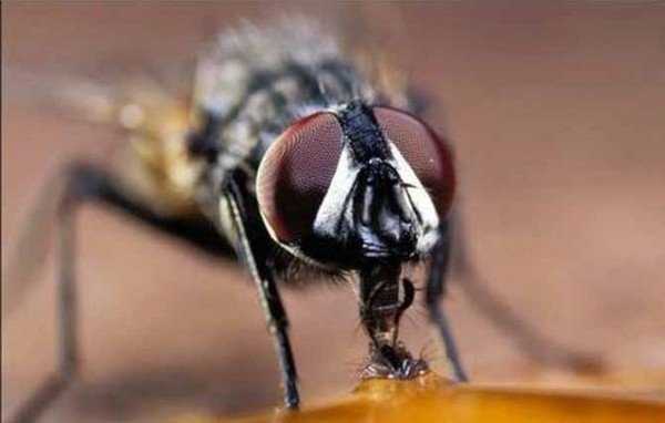 Как избавиться от мух в загородном доме