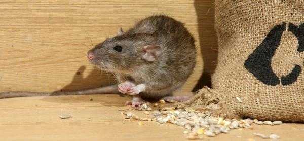 Как вывести мышей из дома