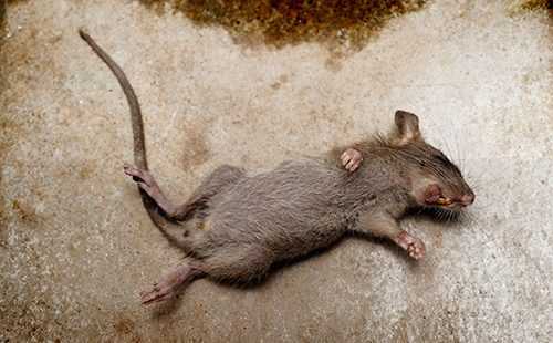 Средство от мышей и крыс в доме: плюсы и минусы отпугивателей, ловушек и ядов