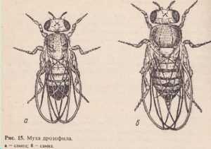 Эффективные средства защиты от нашествия мух