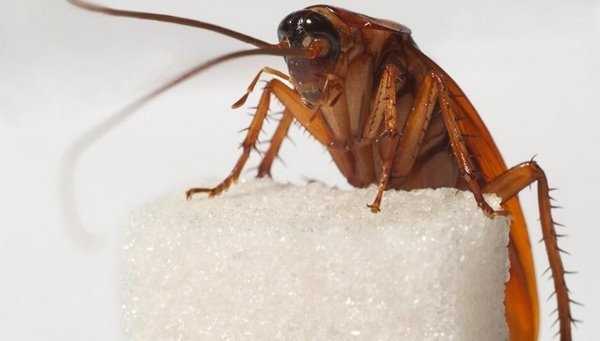 Как избавиться от тараканов и каковы причины их появления