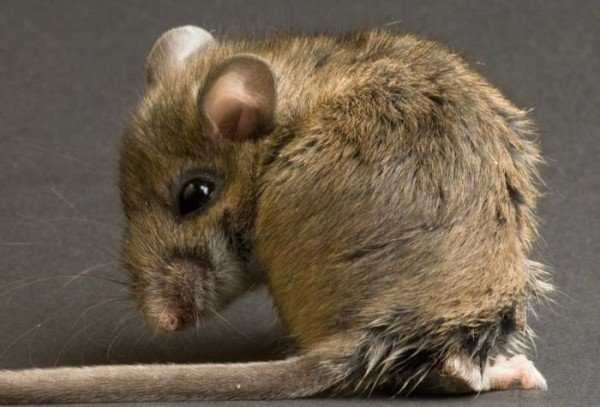 Народные средства от мышей и крыс в сарае