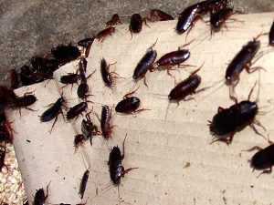 Чем отпугнуть тараканов запахи и звуки которые заставят насекомых бежать из квартиры