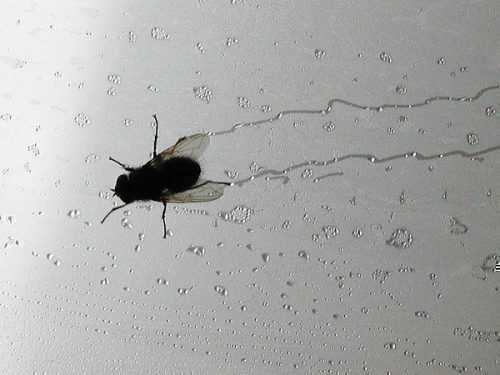 Почему в квартире много мух? Откуда они берутся?