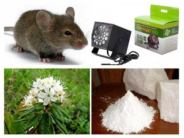 Чего боятся мыши и как быстро избавиться от грызунов?