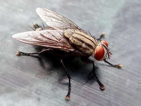 Откуда появляются мухи в квартире осенью