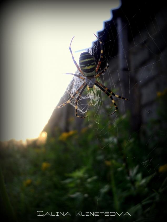 Паучье лето, или охота на пауков с фотокамерой, фото № 19