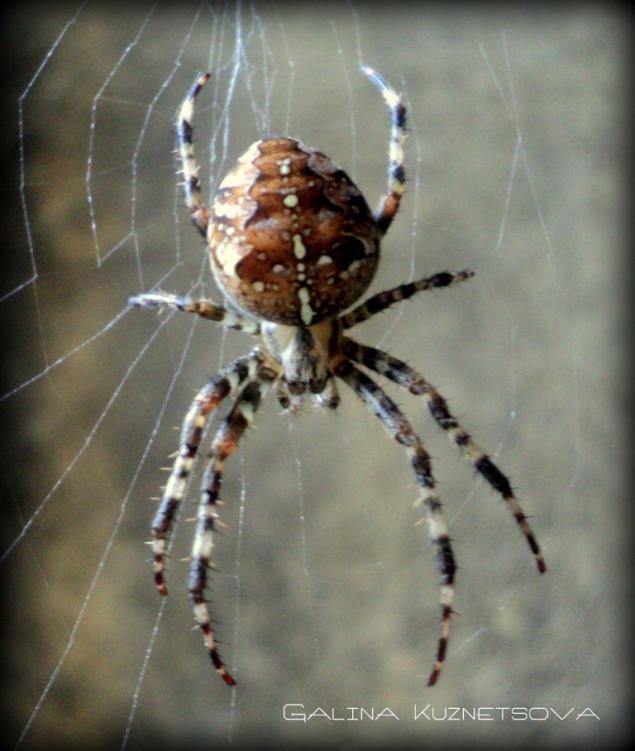 Паучье лето, или охота на пауков с фотокамерой, фото № 7
