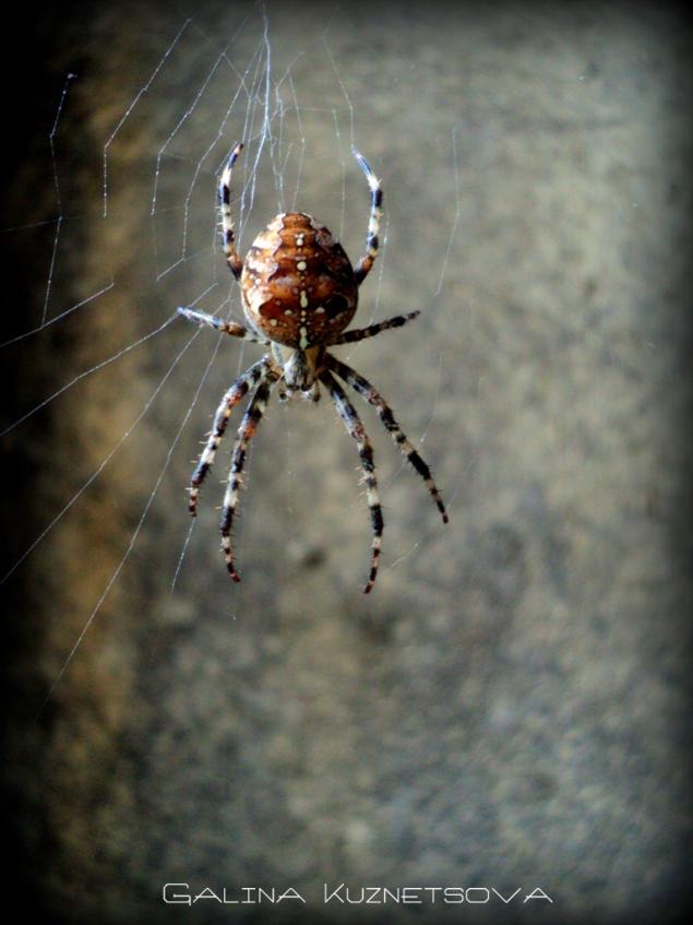 Паучье лето, или охота на пауков с фотокамерой, фото № 6