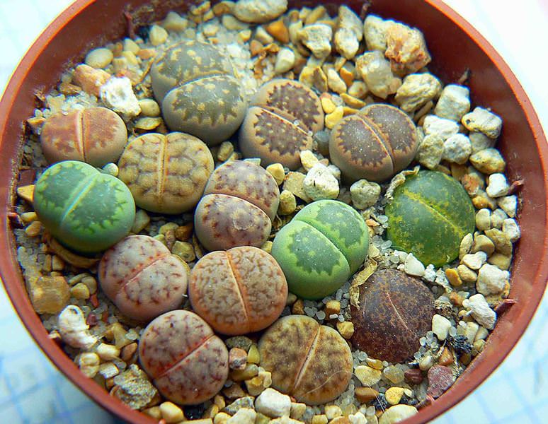Живые камни литопсы в вашем саду