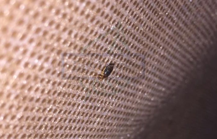 Тараканы в квартире: откуда они приходят и как от них избавиться