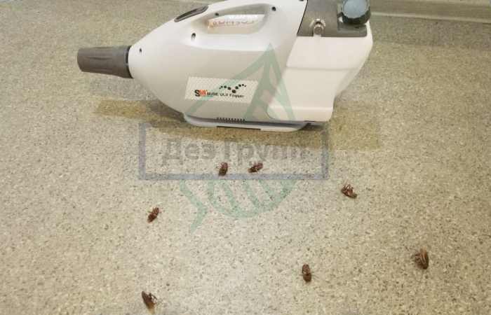 Помощь профессиональной службы дезинсекторов для уничтожения тараканов