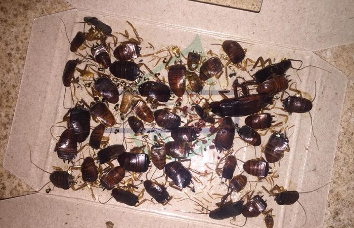 Бытовые инсектициды от тараканов