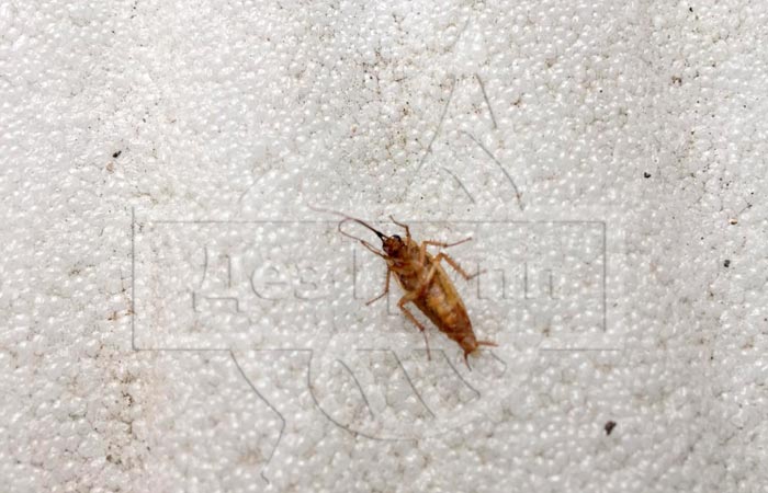 Домашние тараканы фото