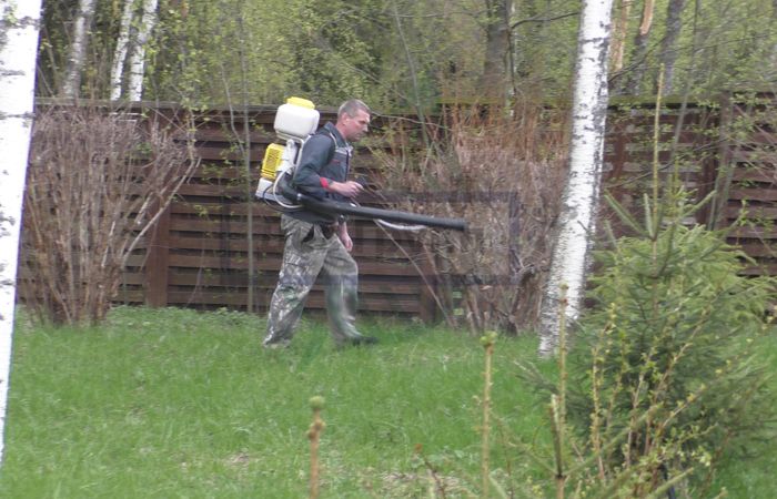 Как избавить от мышей в деревенском доме