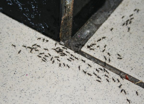 чёрные муравьи в доме
