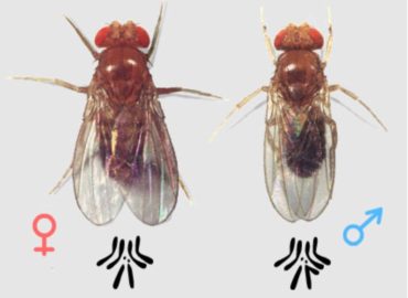 Самка и самец мухи-дрозофилы