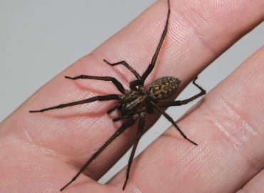 Домовый паук на руке
