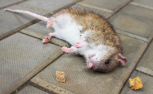 Дохлая крыса