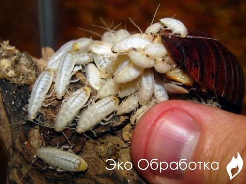 методы избавления тараканов и их личинок