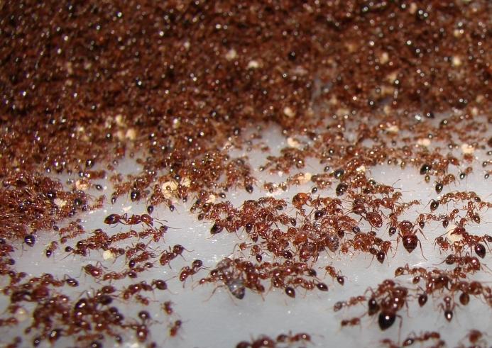 как вывести муравьев из квартиры