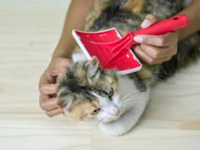 народные средства лечения блох у кошки