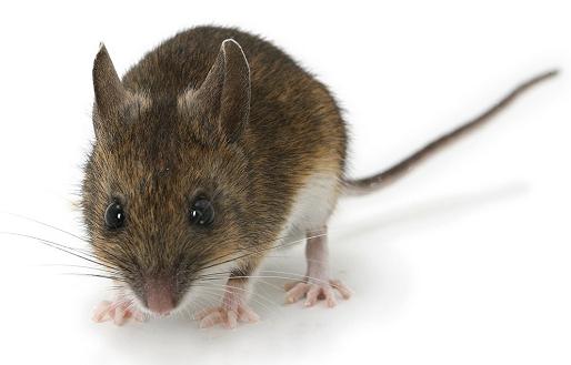 домовые мыши кусаются или нет