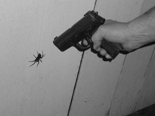 как избавиться от пауков