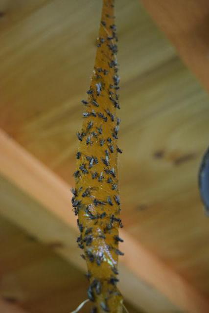 уничтожение мух в деревянном доме