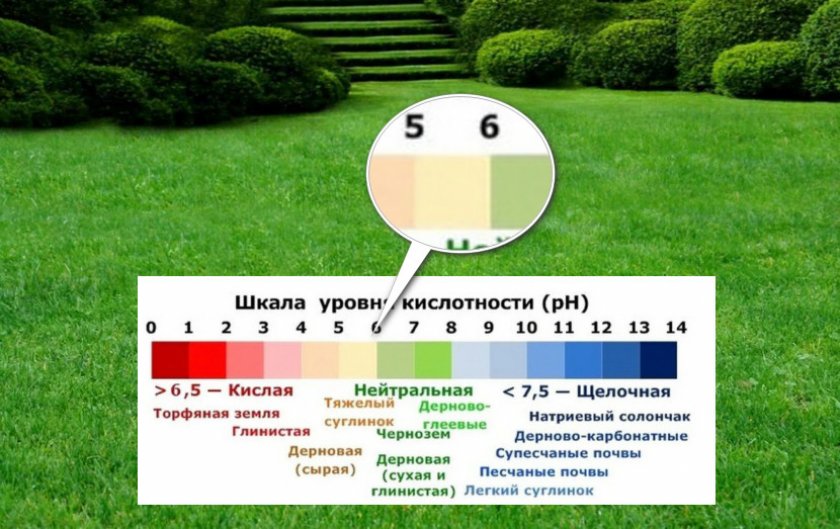 Уровень кислотности газона