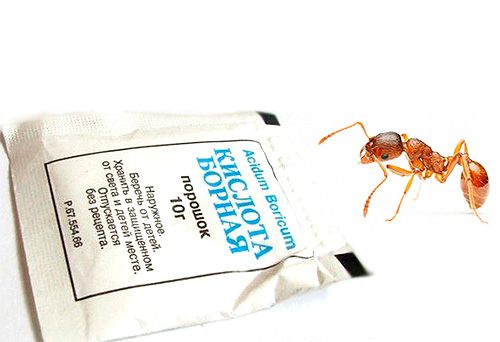 Мелки и порошки очень действенны против муравьев