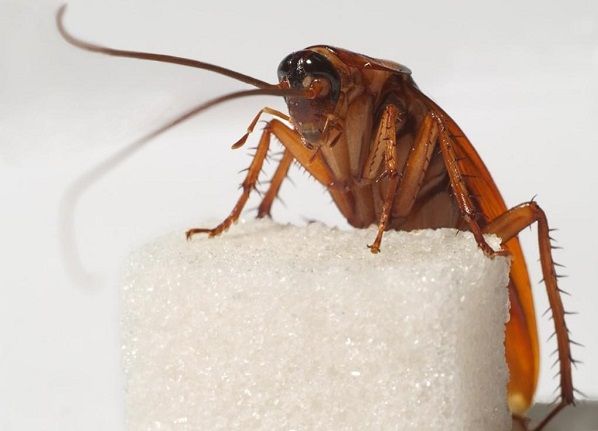 Тараканы могут голодать больше месяца