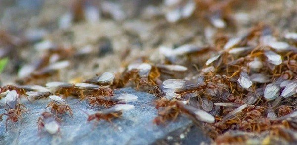 Появление муравьев с крыльями - сигнал к немедленной борьбе с вредителями