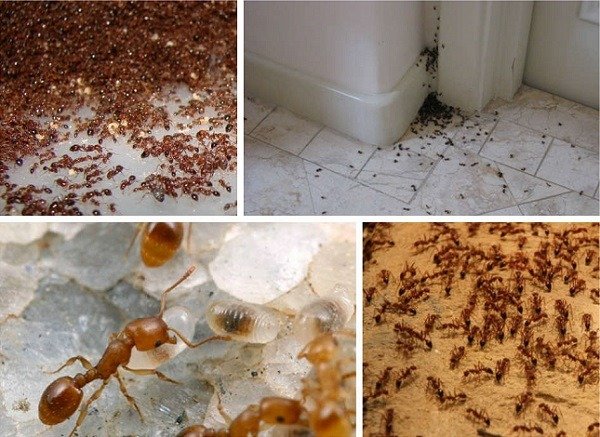 От большого количества муравьев очень трудно избавиться