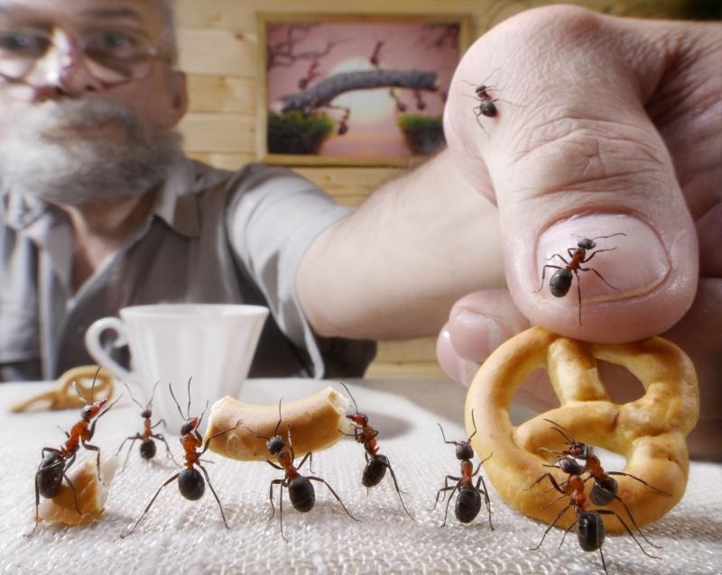 Что отпугивает домашних муравьев?