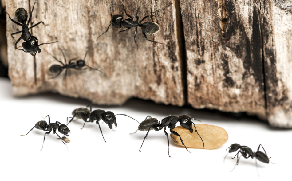 Борьба с муравьями с помощью буры