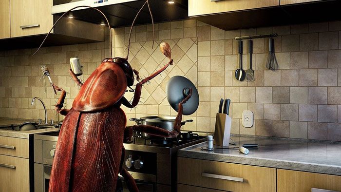 Тараканы особенно любят «хозяйничать» на кухне, где есть чем поживиться