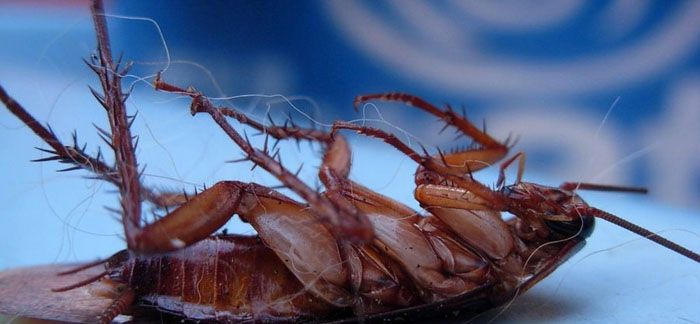 Если таракан упал на спину, он не сможет самостоятельно перевернуться и умрёт от голода