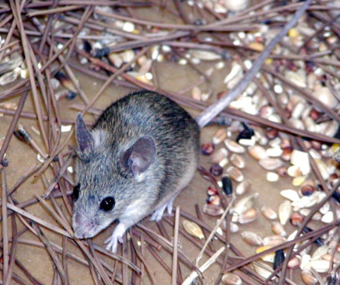 Маленький размер позволяет проникнуть мыши в любое местечко