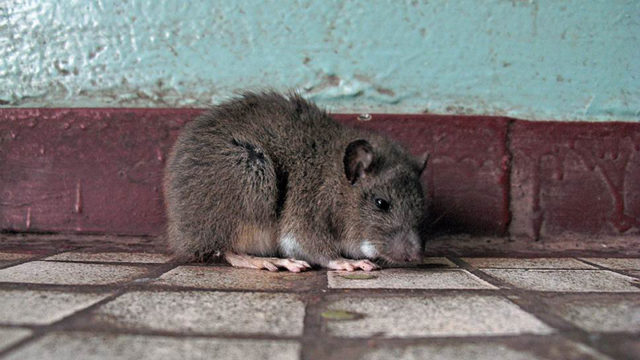 Мыши в квартире: как избавиться в домашних условиях быстро и навсегда