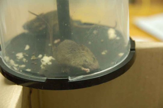 Мыши в квартире: как избавиться в домашних условиях быстро и навсегда