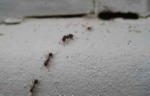Дорожка муравьев