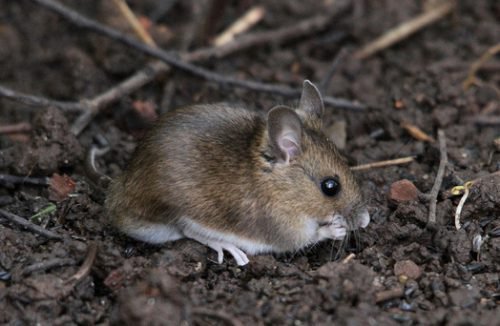 Мышь в саду